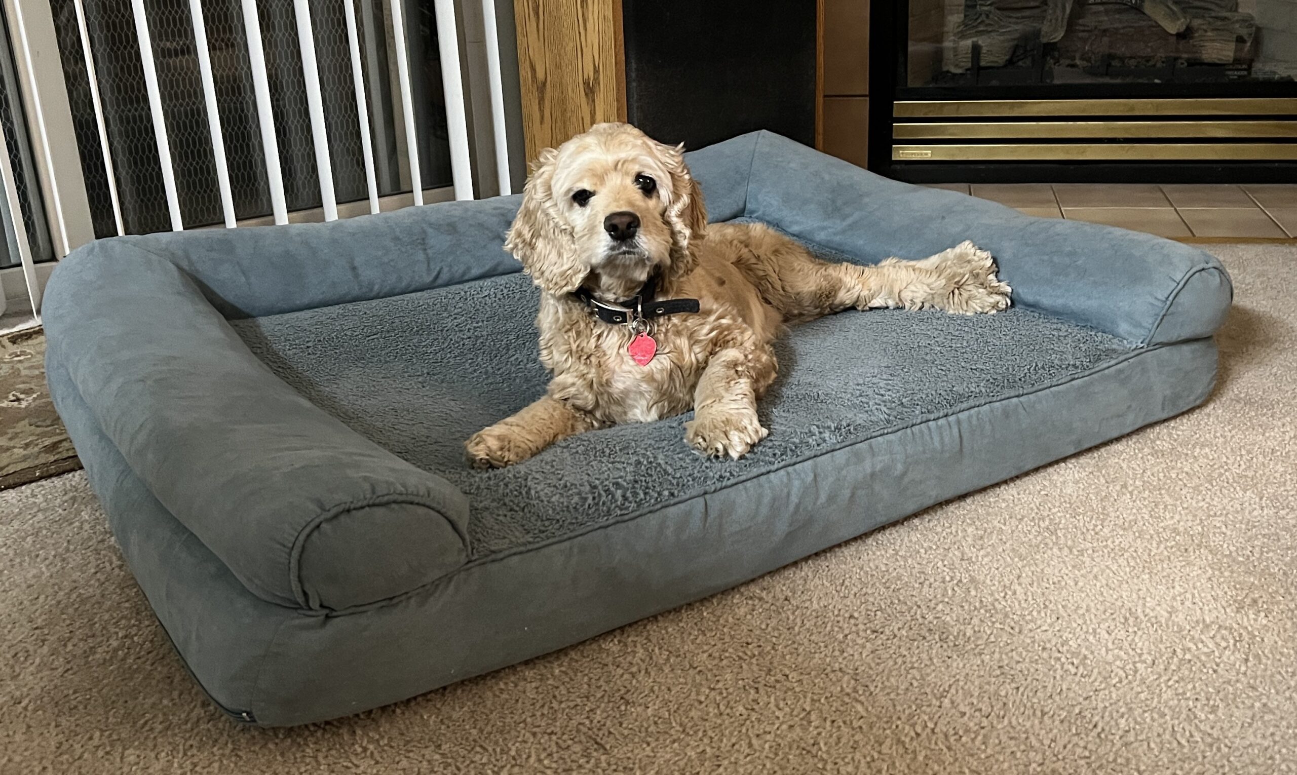 20241122_Princess N on dog bed