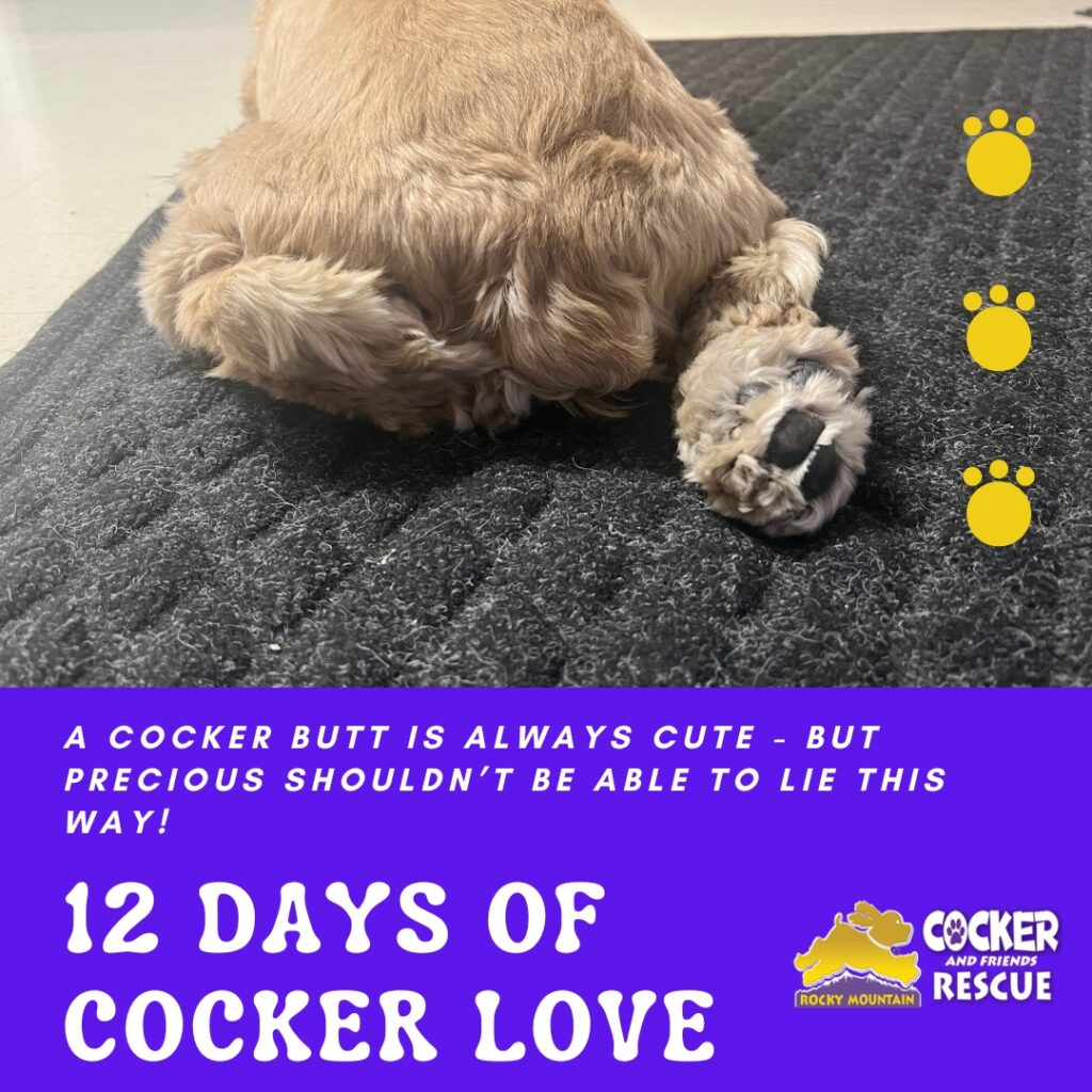 Help Precious – Rocky Mountain Cocker Rescue