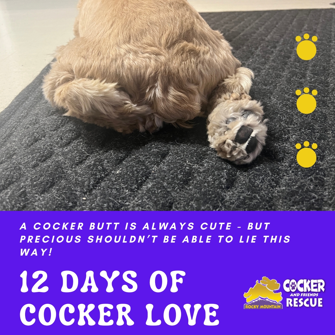 Help Precious – Rocky Mountain Cocker Rescue