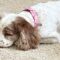 Lola C 25-21117-2