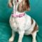 Lola C 25-21117-2