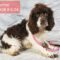 Cherokee Breeder Release Dogs