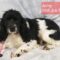 Cherokee Breeder Release Dogs
