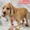 Cherokee Breeder Release Dogs
