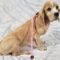 Cherokee Breeder Release Dogs