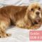Cherokee Breeder Release Dogs