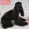 Cherokee Breeder Release Dogs