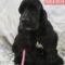Cherokee Breeder Release Dogs