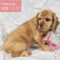 Cherokee Breeder Release Dogs