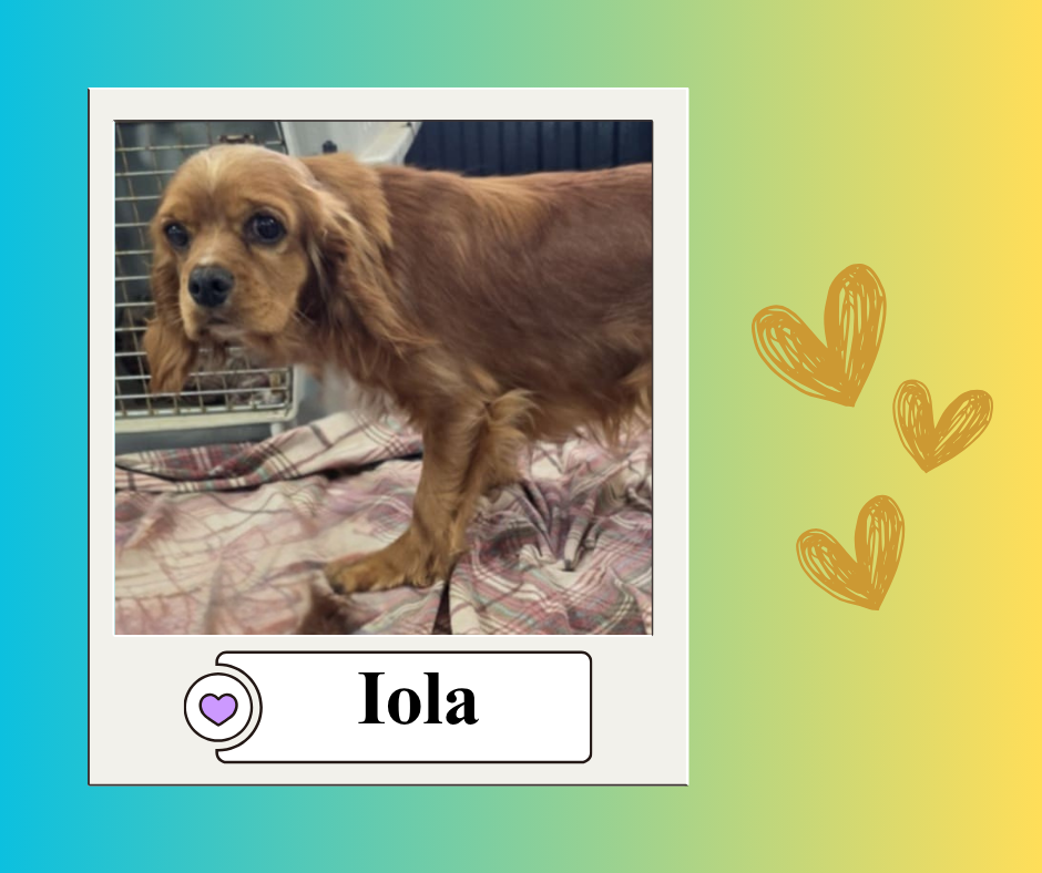 Costs per dog Facebook Post (14)