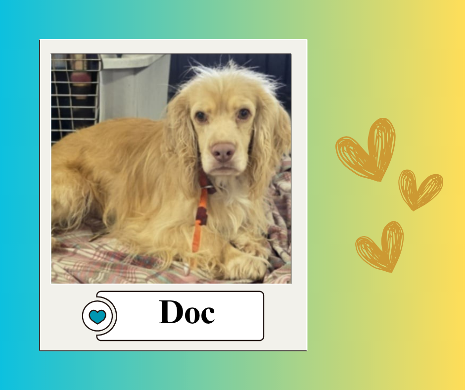 Costs per dog Facebook Post (8)