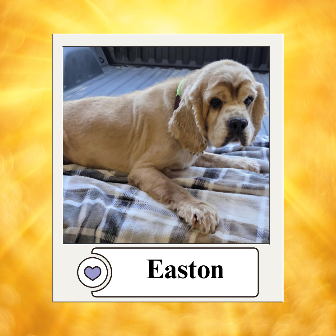Dog photos - breeder 2025 (2)