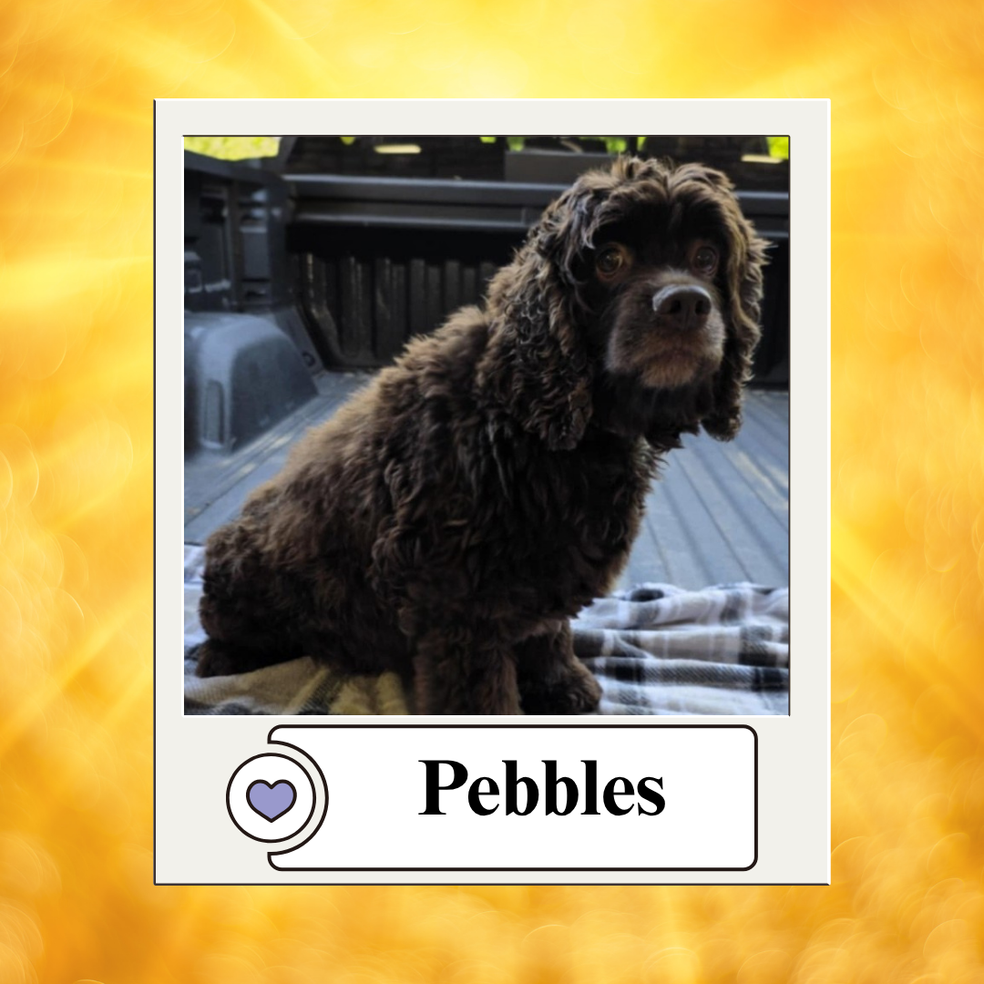Dog photos - breeder 2025 (3)