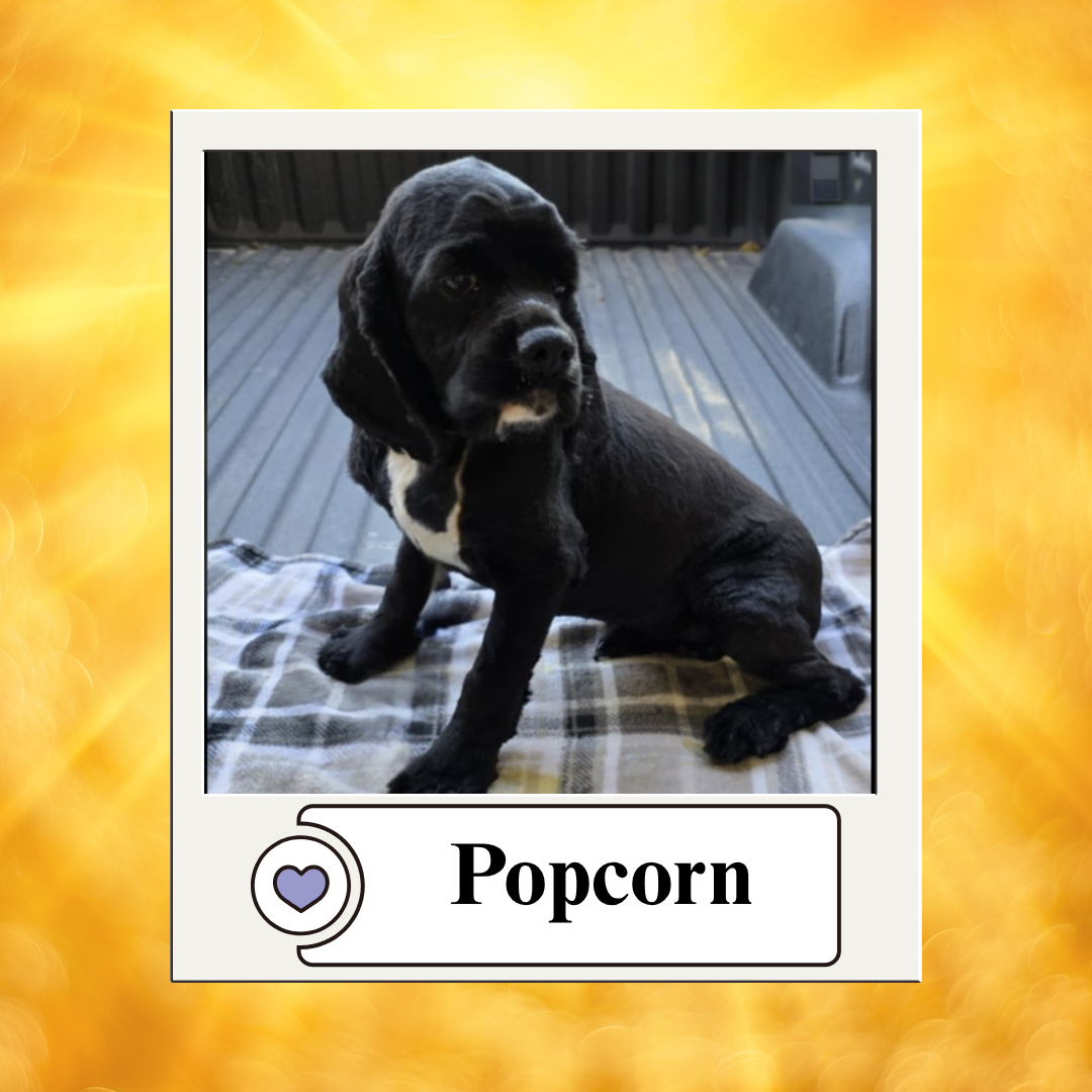 Dog photos - breeder 2025 (4)