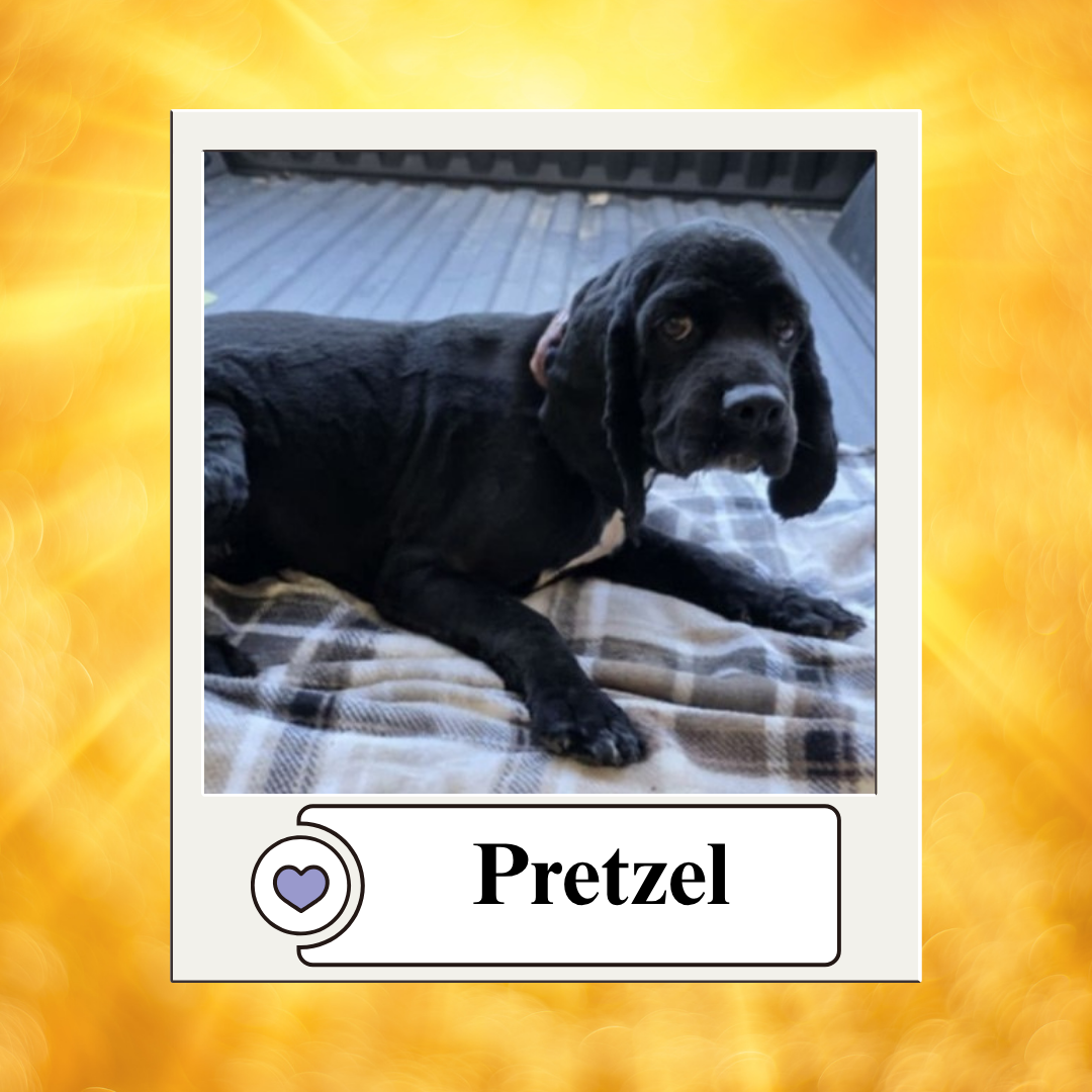 Dog photos - breeder 2025 (5)