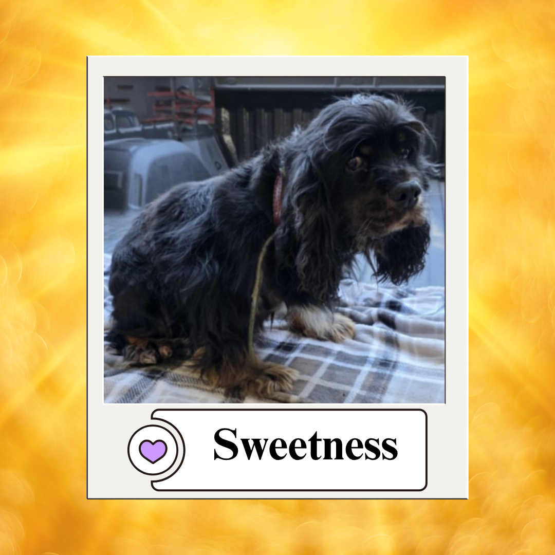 Dog photos - breeder 2025 (6)