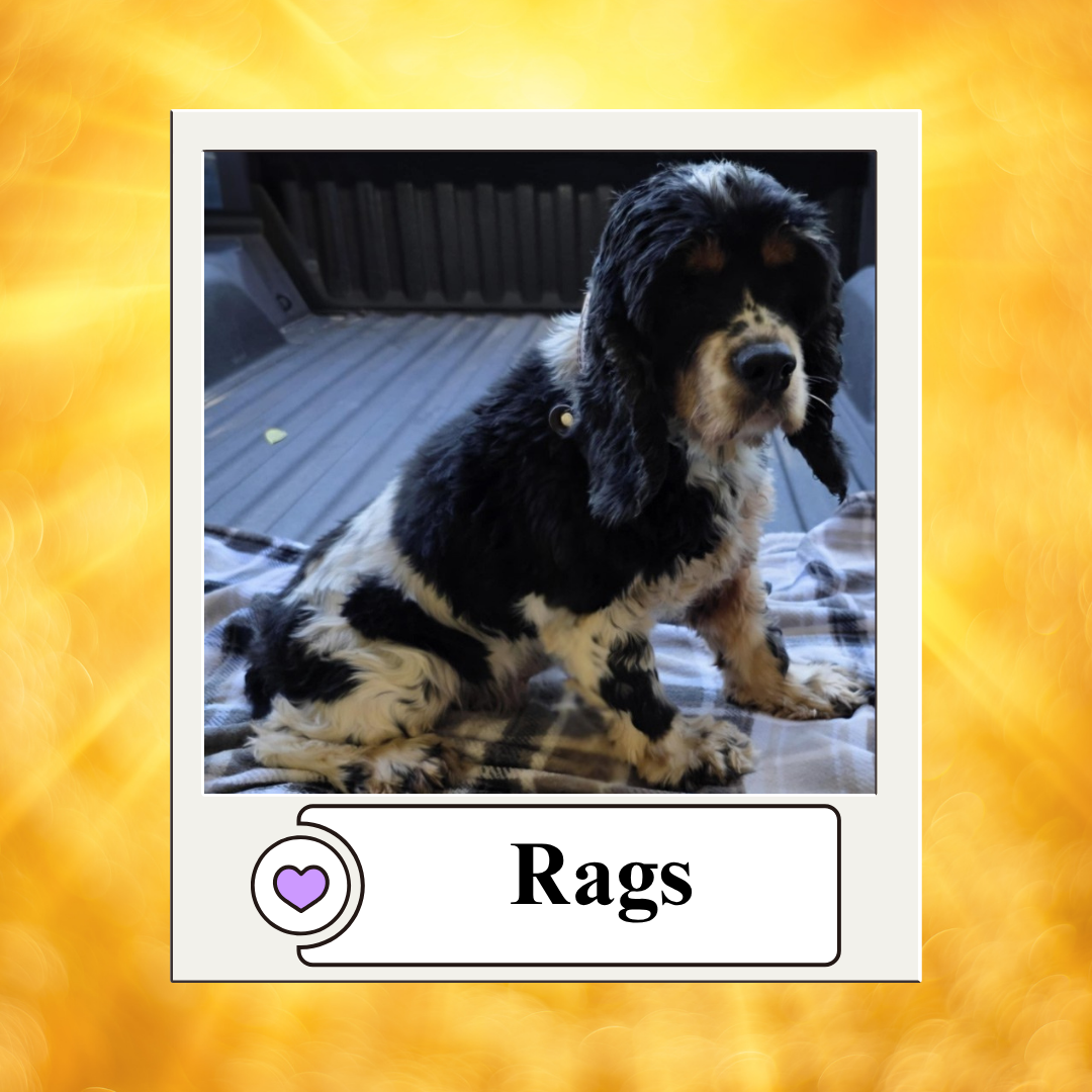 Dog photos - breeder 2025 (7)