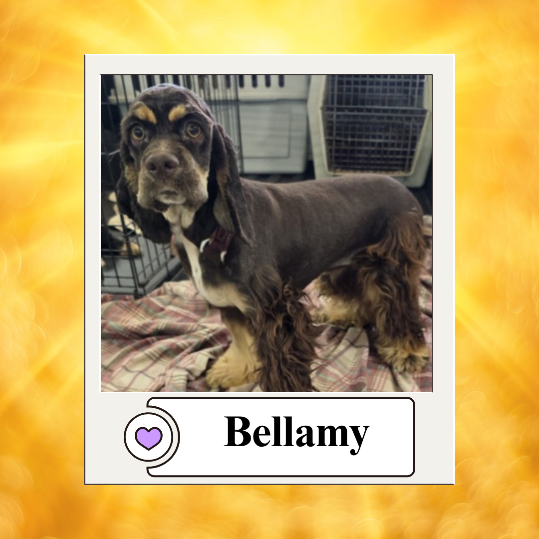 Dog photos - breeder 2025