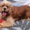 Charlie A 25068