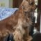 Charlie A 25068