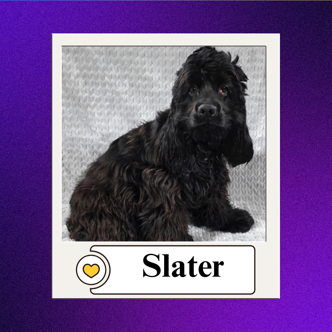 CBR - breeder 2026 (10)