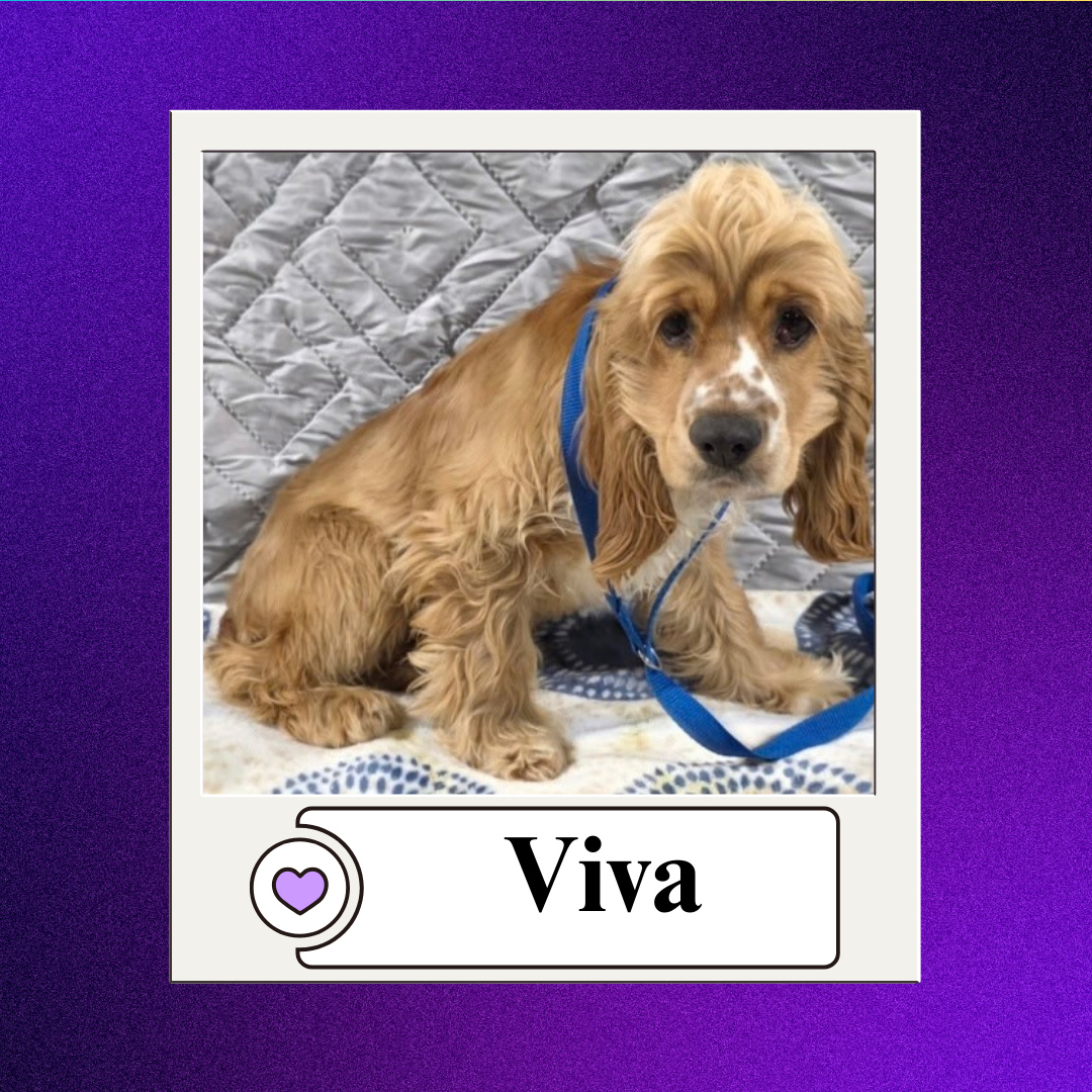 CBR - breeder 2026 (10)