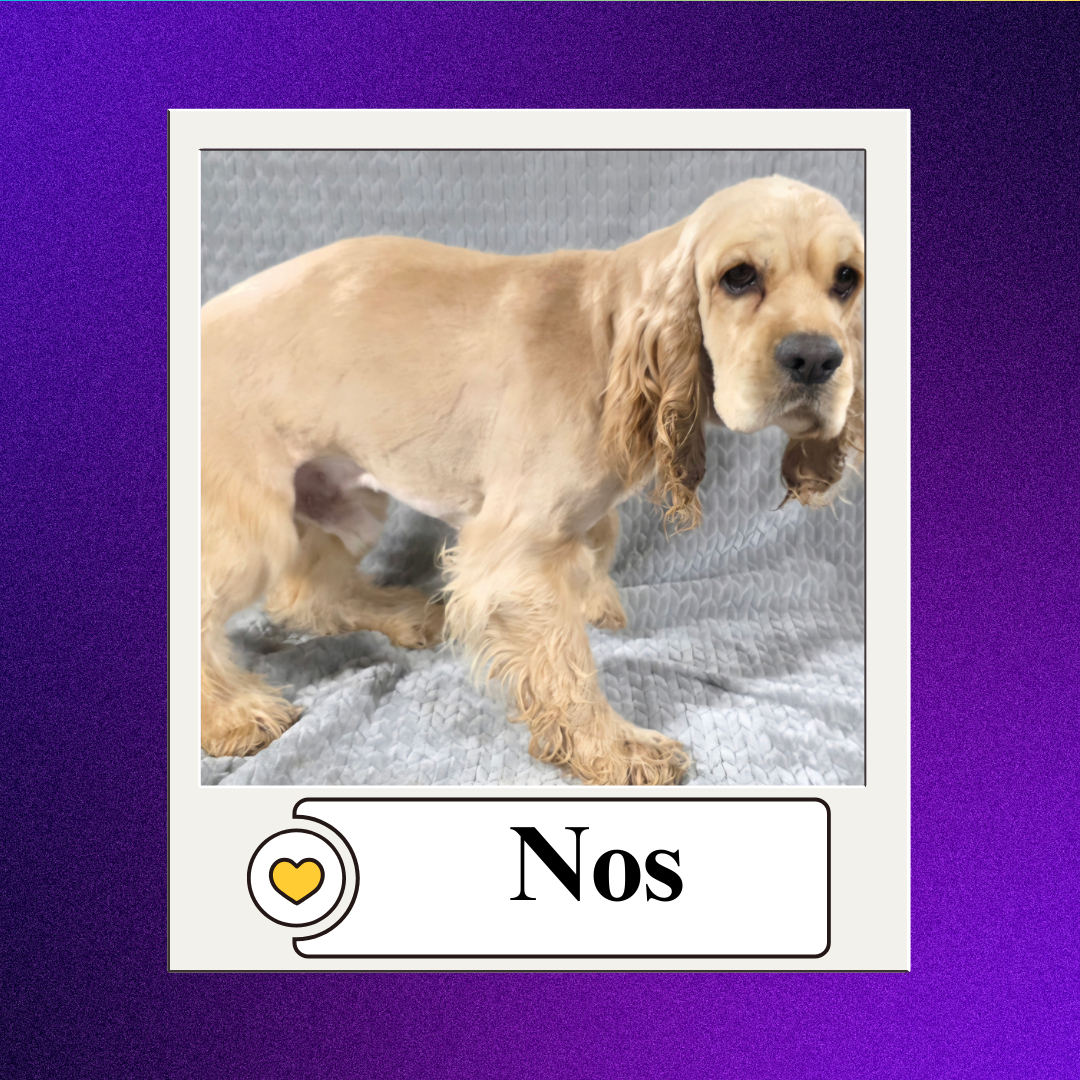 CBR - breeder 2026 (11)