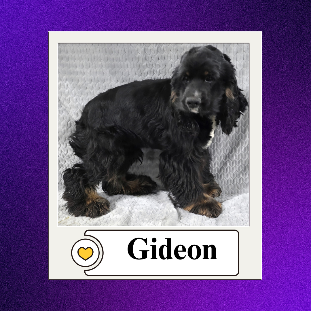 CBR - breeder 2026 (12)