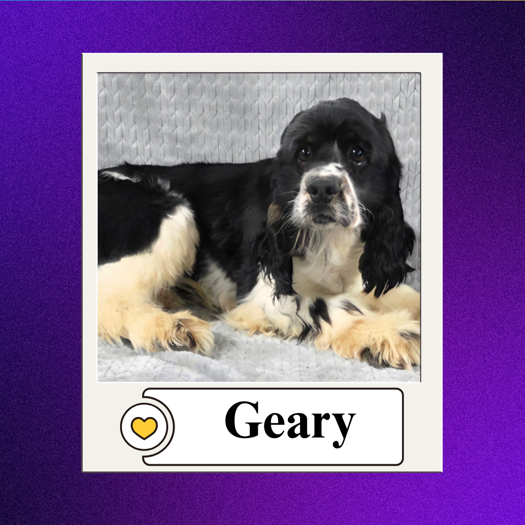 CBR - breeder 2026 (13)