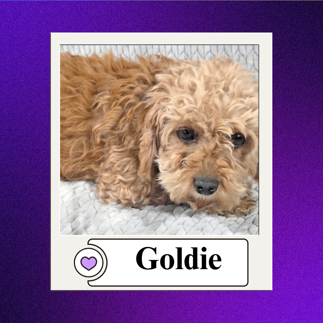 CBR - breeder 2026 (14)