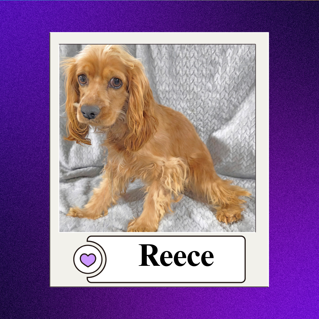 CBR - breeder 2026 (15)