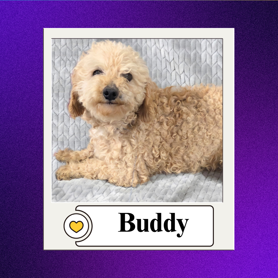 CBR - breeder 2026 (16)