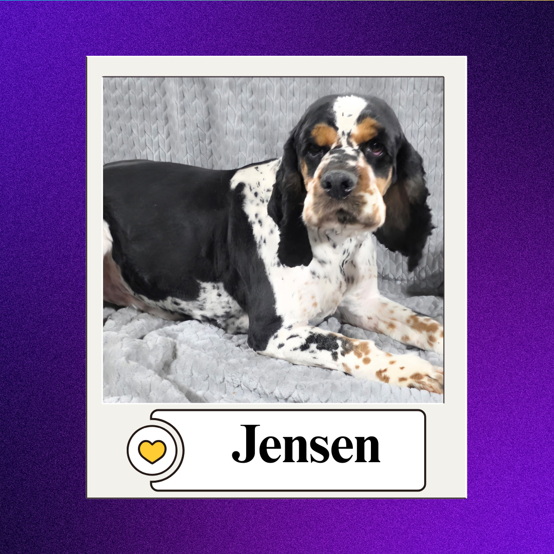 CBR - breeder 2026 (2)