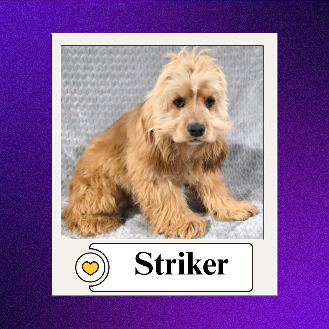 CBR - breeder 2026 (3)