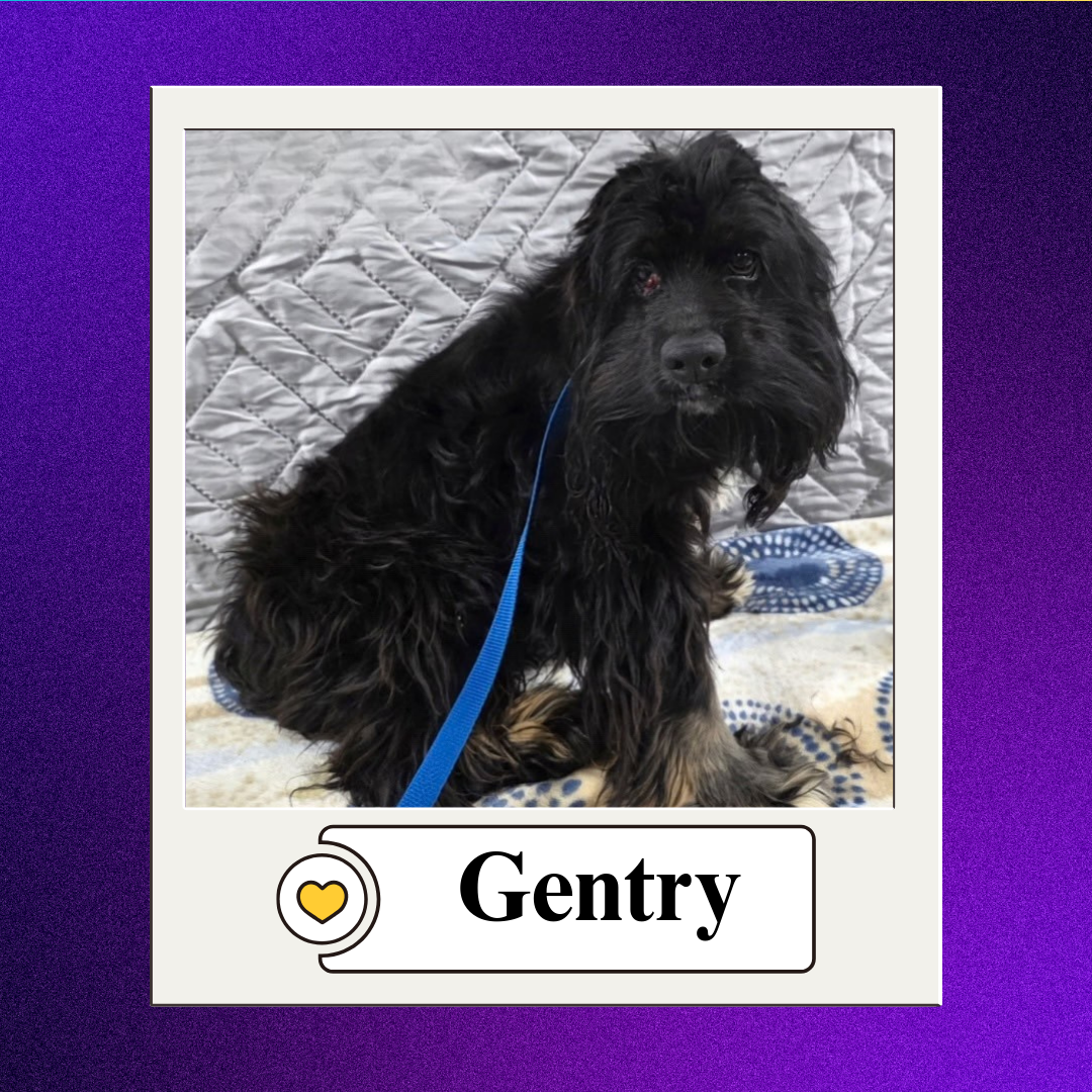 CBR - breeder 2026 (3)