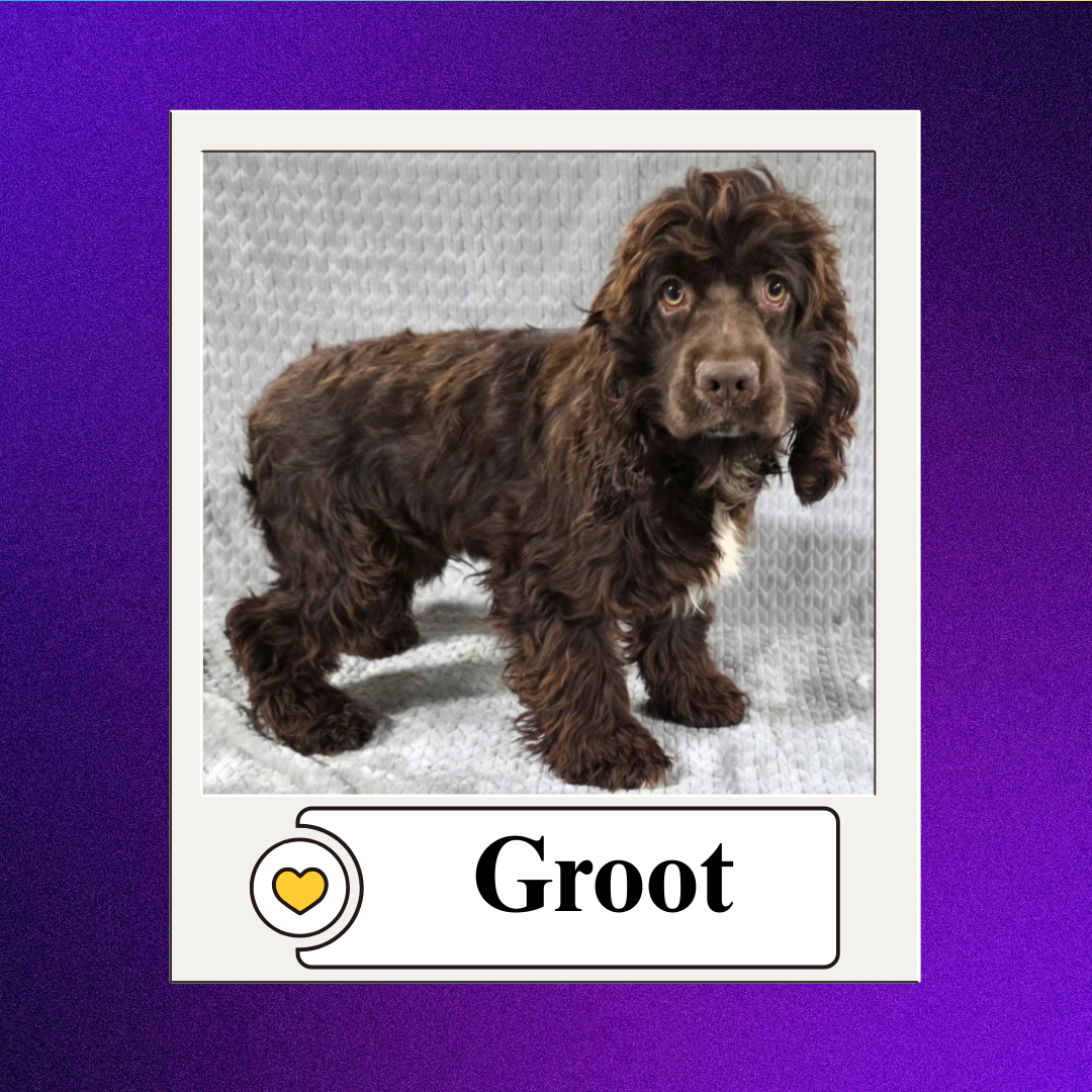 CBR - breeder 2026 (4)