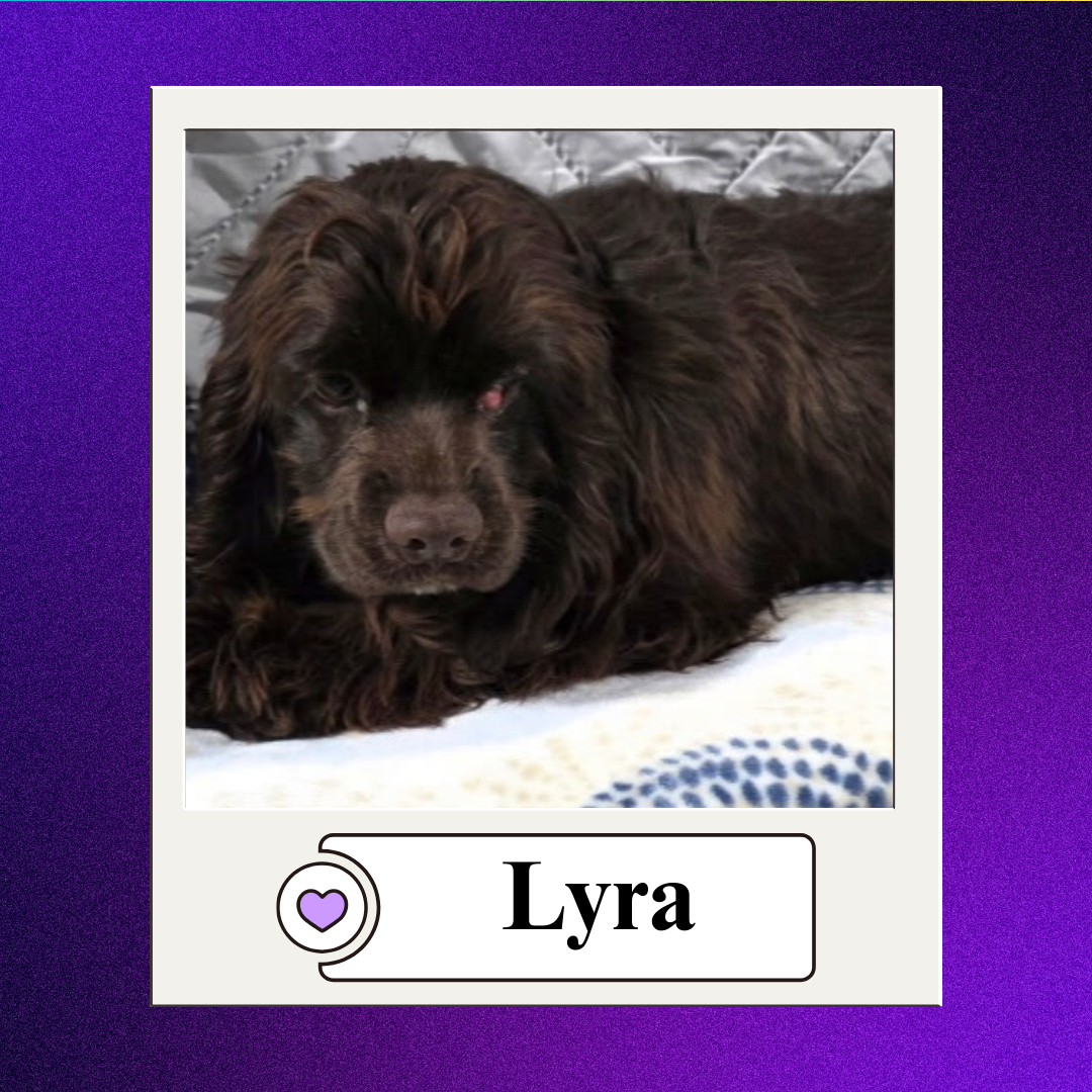 CBR - breeder 2026 (4)