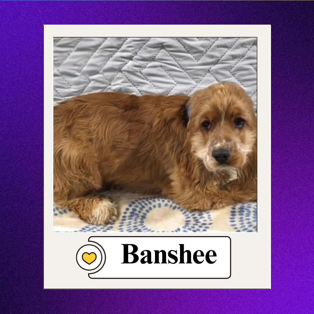 CBR - breeder 2026 (5)