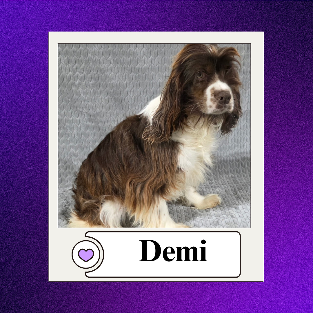 CBR - breeder 2026 (6)