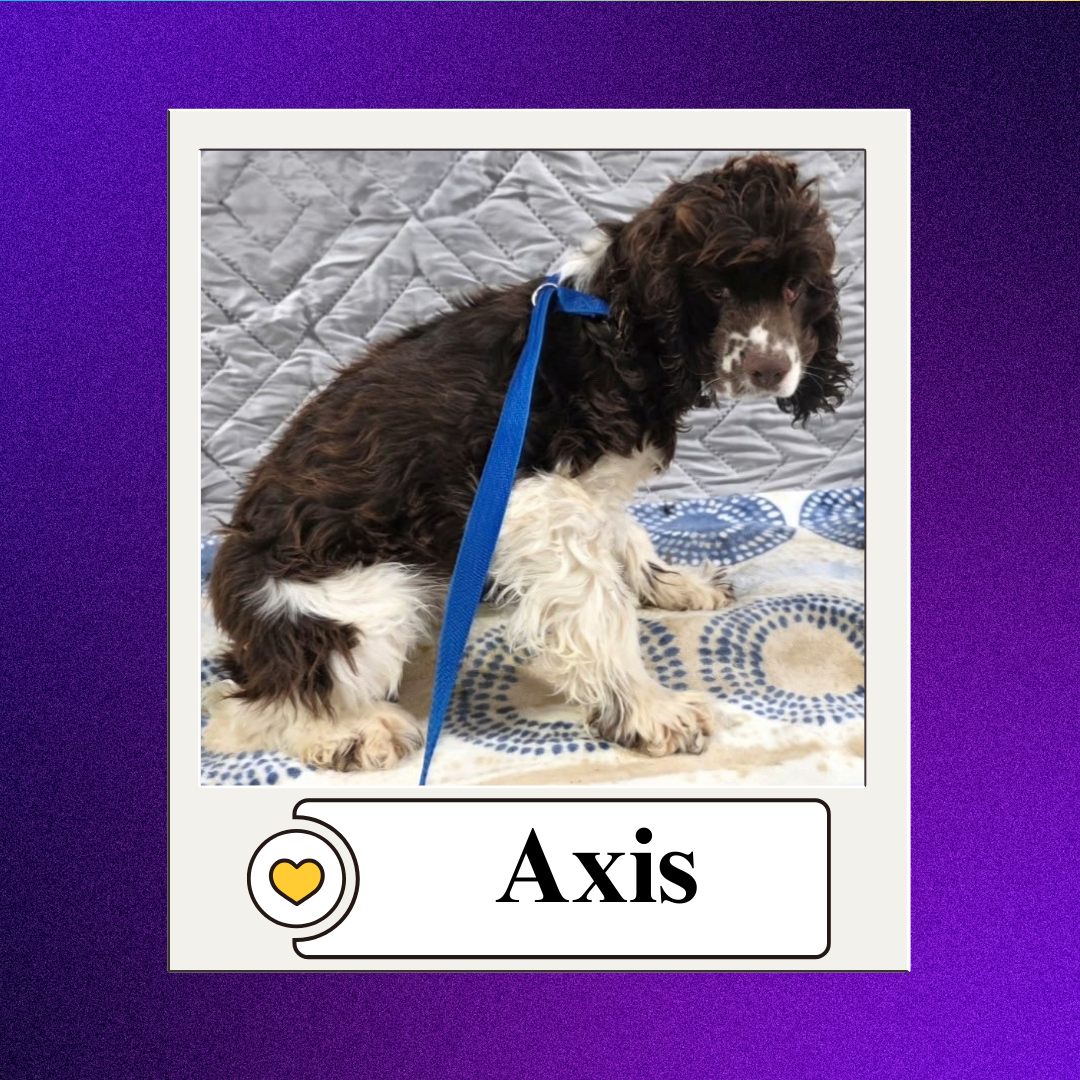 CBR - breeder 2026 (6)