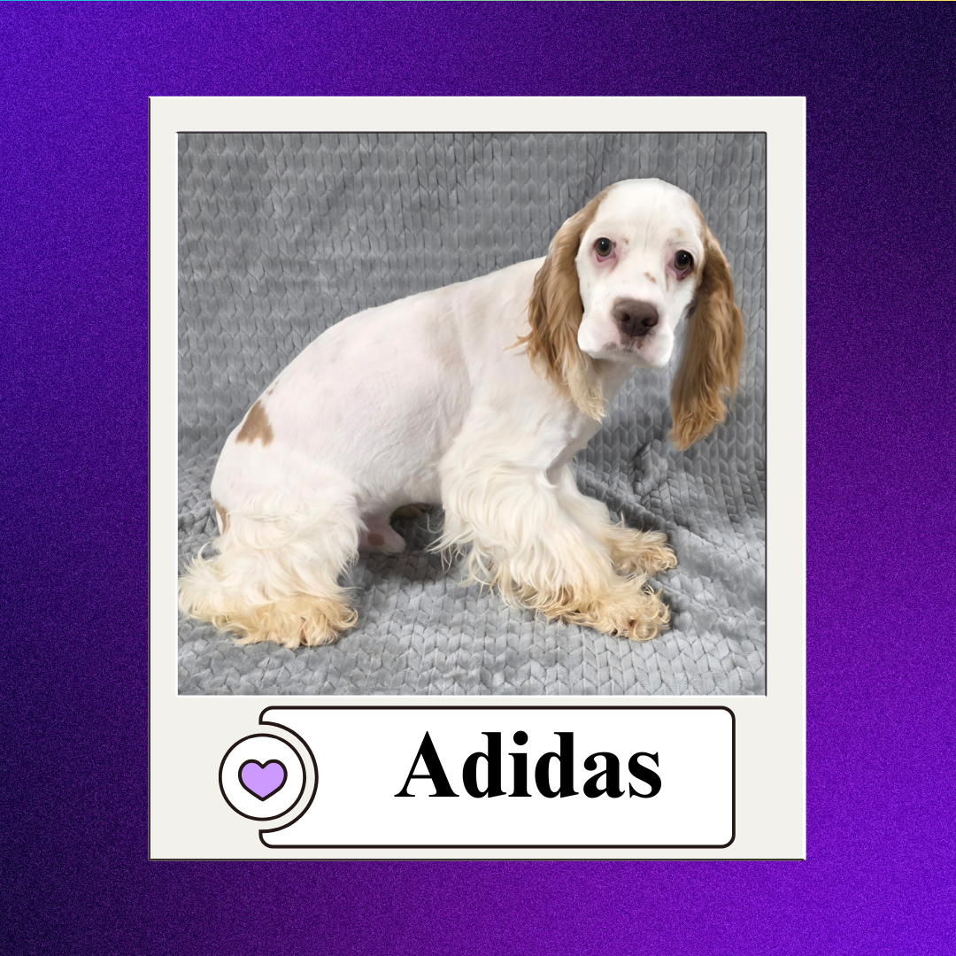 CBR - breeder 2026 (7)