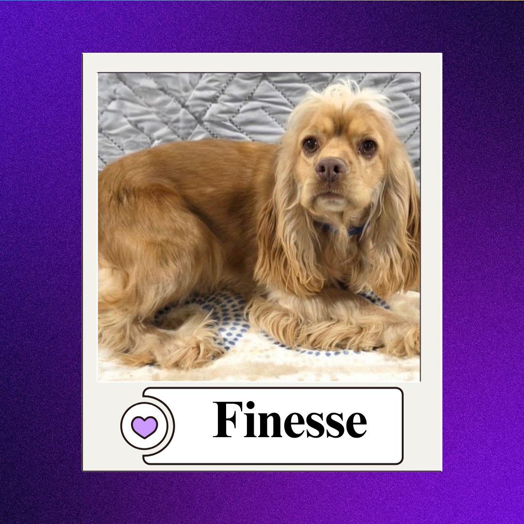 CBR - breeder 2026 (7)