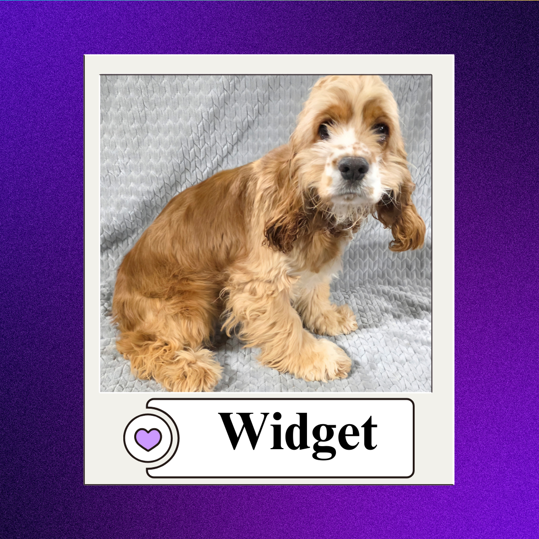 CBR - breeder 2026 (8)