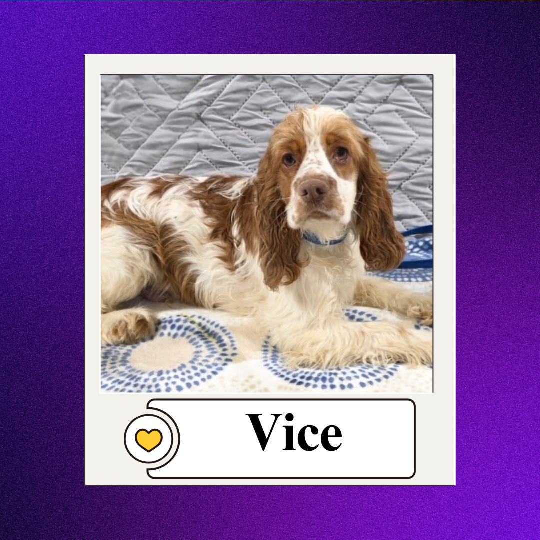 CBR - breeder 2026 (8)