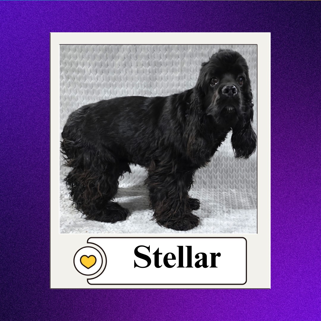 CBR - breeder 2026 (9)