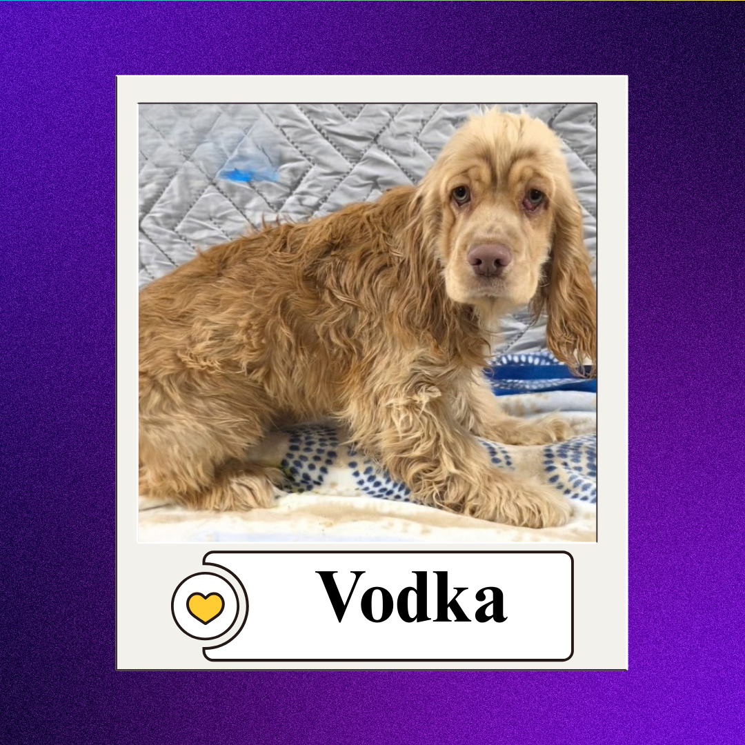 CBR - breeder 2026 (9)