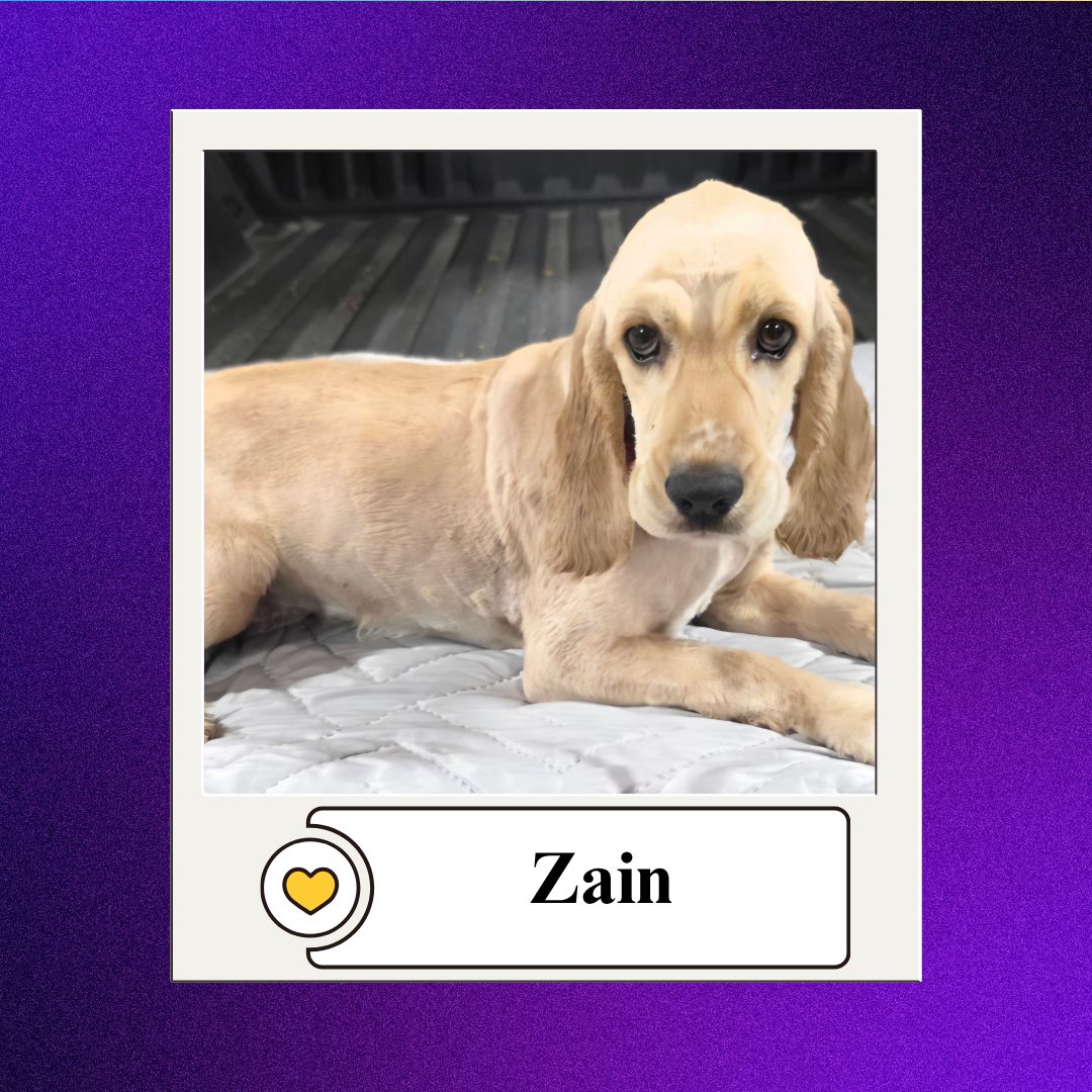 Zain