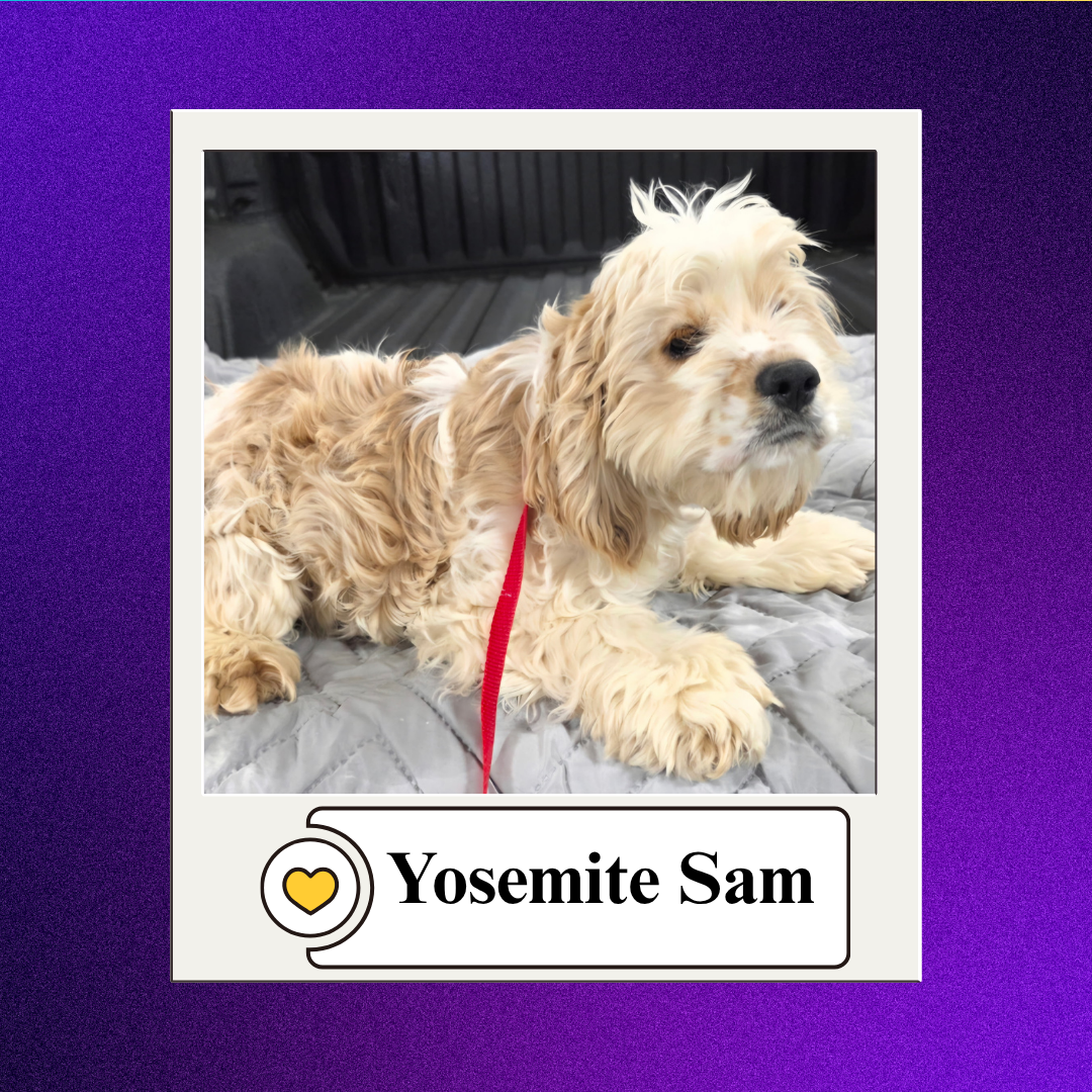 CBR - breeder 2026 (9)