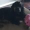 Roxy C 26065