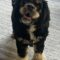 Charlie C 26072